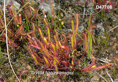 Linear-leaved Sundew (Drosera linearis)